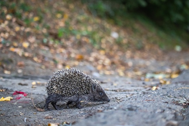 山隊來說意 山隊來說意